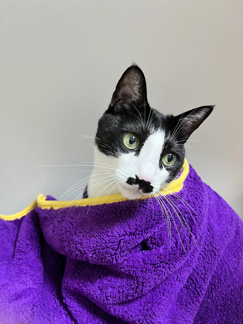 HoliPet Quick Dry Healing Towel